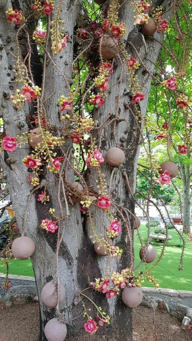 Schisandra Ingredient
